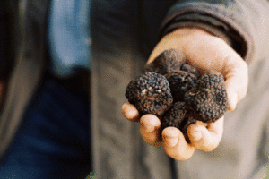 black-truffles-umbria