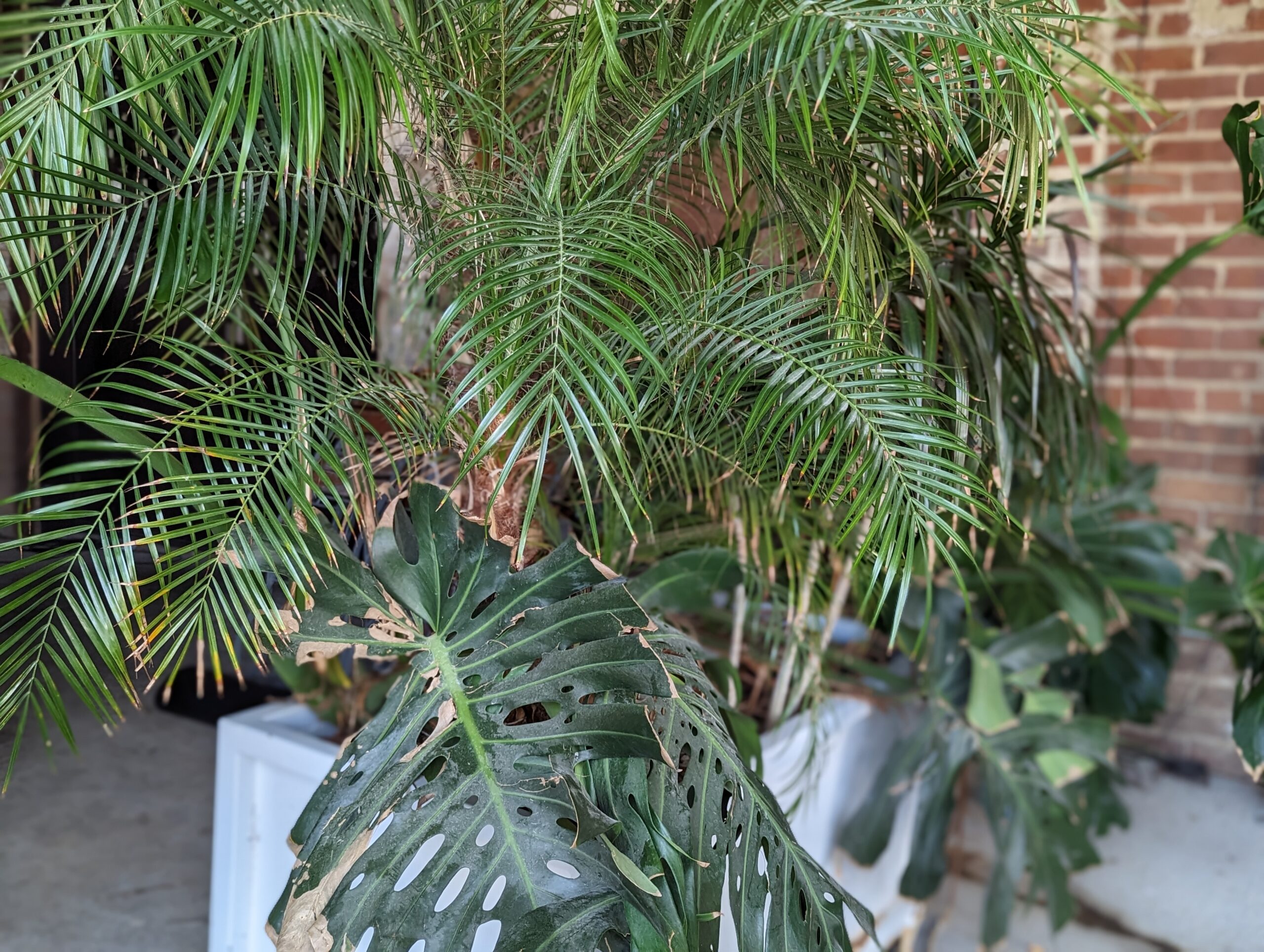 Mulino palm tree