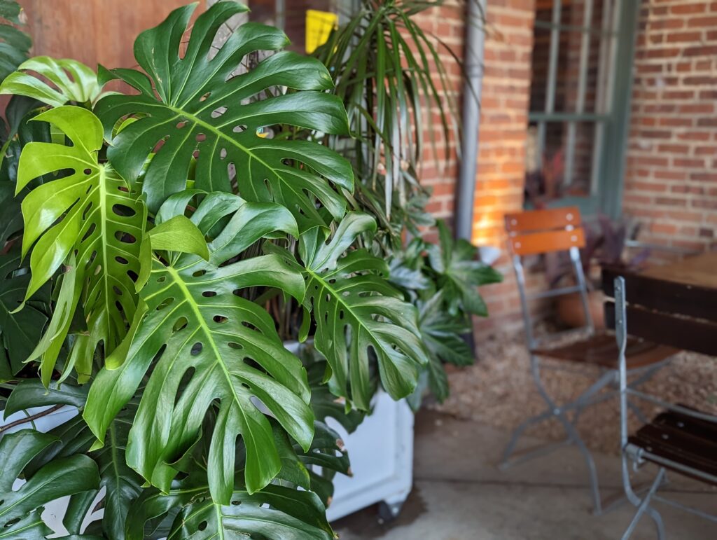 monstera plant Mulino
