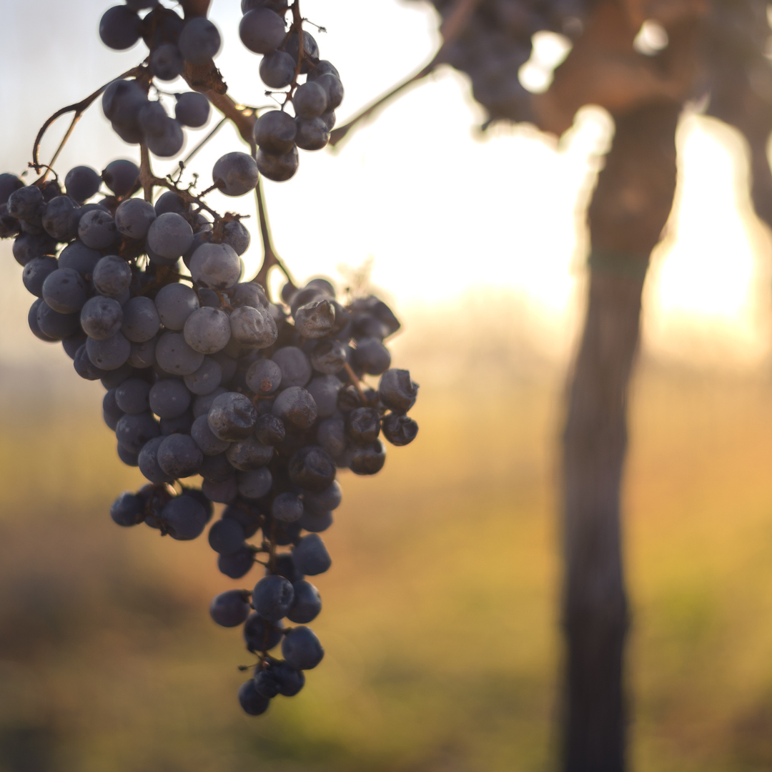 Winter wine grapes