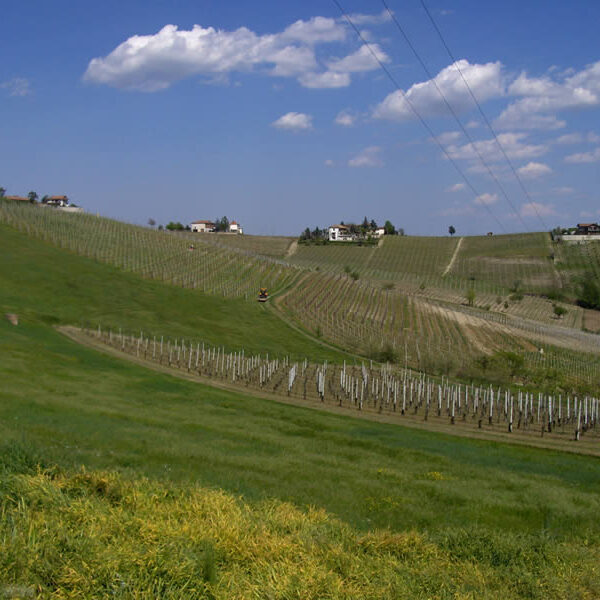 Sunrise Wines